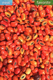 Image result for Erythrina afra