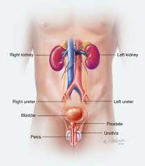 Male Urethra Function Urethra Anatomy Pictures