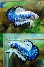 Marble betta marble bettas are another very popular variation as they have an incredible color variation. Fwbettashmp1417525991 Hmpk Blue Marble 140 Betta Fish Blue Marble Betta