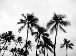 Black And White Palm Tree Pictures Related Image Palm Trees Wallpaper Tree Wallpaper Black And White Palm Trees Tumblr