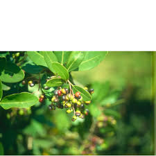 Image result for Apodytes dimidiata