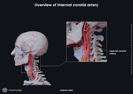 Image result for carotid artery