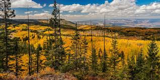 National forest in mesa, delta and garfield counties in western colorado. Camping Near Cedaredge And Collbran Around The Grand Mesa
