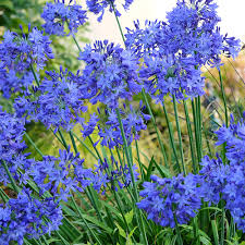 Image result for Agapanthus campanulatus
