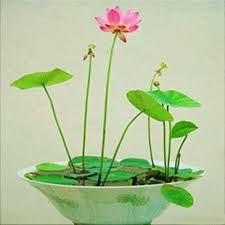 The nine doors of the lotus temple open onto a central hall 34.3 meters tall that can seat 1,300 people and hold up to 2,500 in all. Creative Farmer Dwarf Lotus Flower Seeds Pack Of 15 Seeds Amazon In Garden Outdoors
