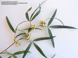 Image result for Searsia acuminatissima