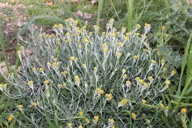 Image result for Helichrysum lastii