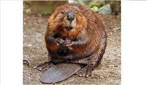 So why exactly did canada pick the beaver as its national symbol? Beaver Bounty Invasive Species Within Canada Rci English
