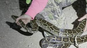 One solution to Florida's problem? An open-invitation hunting contest. - The Washington Post