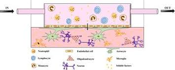 We did not find results for: Frontiers In Vitro Models Of Neurodegenerative Diseases Cell And Developmental Biology