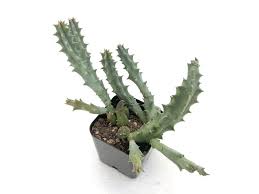 Image result for Huernia leachii