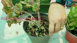 In this situation, the plant is unable to get water even though there is plenty of water in the soil. 491 Marte Hue Kalanchoe Ko Kaise Bachyen How To Save Dying Kalanchoe Youtube
