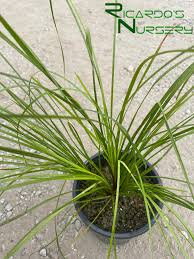 Image result for Motandra paniculata