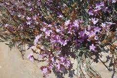 Image result for Monothecium