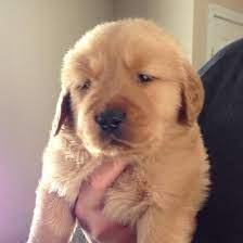 They are looking for their new home! Beech Ridge Goldens Home Facebook