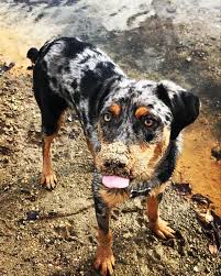 Maybe you would like to learn more about one of these? Australian Shepherd Rottweiler Mix Named Keeko Roligt
