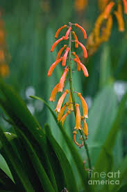 Image result for Kniphofia thomsonii