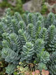 Image result for Euphorbia ugandensis