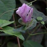 Image result for Ipomoea involucrata