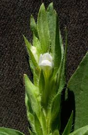 Image result for Asystasia mysorensis