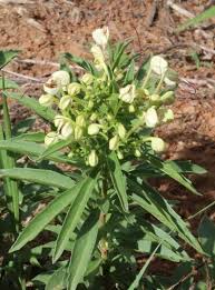 Image result for Clerodendrum ternatum