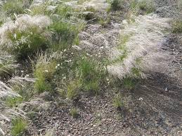 Image result for Stipagrostis