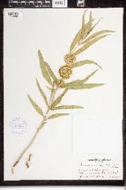 Image result for Sisyranthus imberbis