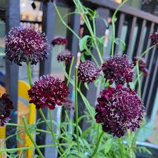 Image result for Scabiosa