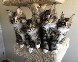 Maine coon kittens in our cattery. Maine Coon Cat Adoption Mn Best Cat Wallpaper