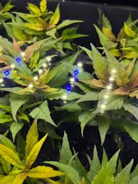 Image result for Hygrophila spiciformis