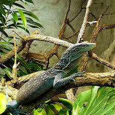 Der karlsruher zoo ist einer der ältesten und historisch bedeutendsten zoologischen gärten europas in. Aktuell
