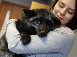 Nick's pets has been in business since 1978. 14 Animals That Are Surprisingly Legal To Own As Pets In The Us