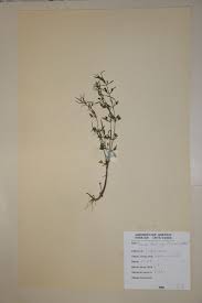 Image result for Bacopa floribunda