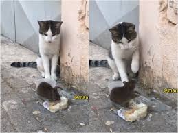 1.widyaning tyastutik (120210204032) 2.anggy riski dwi p. Kucing Ini Malah Kaget Saat Lihat Tikus Makan Di Depannya Netizen Gak Punya Harga Diri Indozone Id