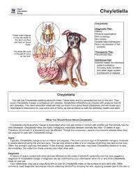 Image result for what do Cheyletiella look like in dog fur