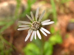 Image result for Gerbera piloselloides