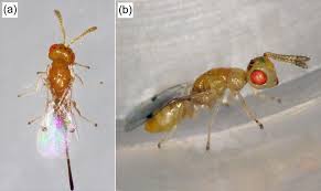 Image result for Lepidagathis pallescens