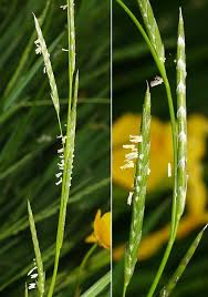 Image result for Glyceria fluitans