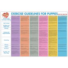 This preventable disease has been reported in every state except hawaii. Puppy Culture Protocol What Has Your Puppy Been Up To These Past 12 Weeks Pickwick Pugs