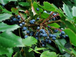 Is oregon grape edible or poisonous? Oregon Grape Holly Leaved Barberry Oregon Holly Mahonia Aquifolium