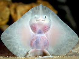 Check spelling or type a new query. Pesci In Fondo Al Mar