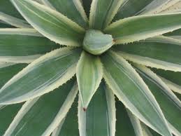 Cacti are intriguing plants that sometimes seem like they are from another world. Free Images Cactus Leaf Desert Flower Thorn Green Botany Flora Spike Flowering Plant Plant Stem Land Plant Arecales Agave Azul 2048x1536 943958 Free Stock Photos Pxhere