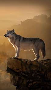 Pin Von Turkistan Auf Hayvanlar Alemi In 2020 Wolf Hunde Verliebte Wolfe Wolf Hintergrundbild