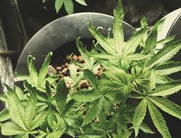 Tuck the leaves under and away from eachother. The Causes And Solutions For Yellow Cannabis Leaves Rqs Blog