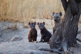 Belmond Savute Elephant Lodge Africansafaris Com Elephants Playing Wildlife Photography Elephant