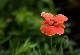 Free Stock Photos Cc0 Stocksnap In 2021 Flower Images Flowers Poppy Flower