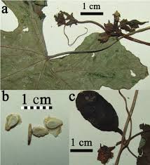 Image result for Coccinia subsessiliflora