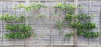 Maybe you would like to learn more about one of these? How To Create An Espalier Fruit Tree Screen Horticulture Co Uk