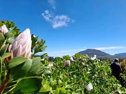 Image result for Lotononis angolensis