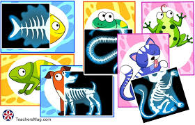 Animal X Rays Printable Matching Activity In 2020 Preschool Themes Free Pets Preschool Theme Preschool Activity
